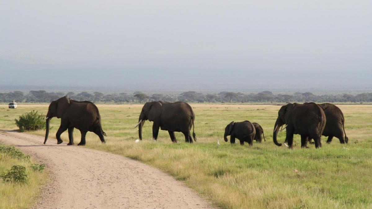 YHA Kenya Travel, Kenya Budget Camping, Adventure, Safari Bookings, Big Five Experience at Amboseli National Park. YHA Kenya Travel, Kenya Budget Camping, Adventure, Safari Bookings, Big Five Experience at Amboseli National Park.