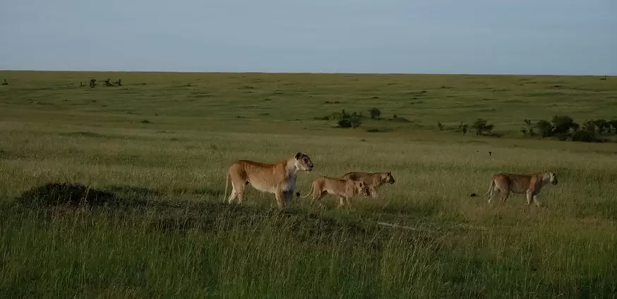 Big five,Active Adventures/YHA Kenya Travel/ Kenya Adventure Safaris/African Wildlife Safari Tours Bookings.