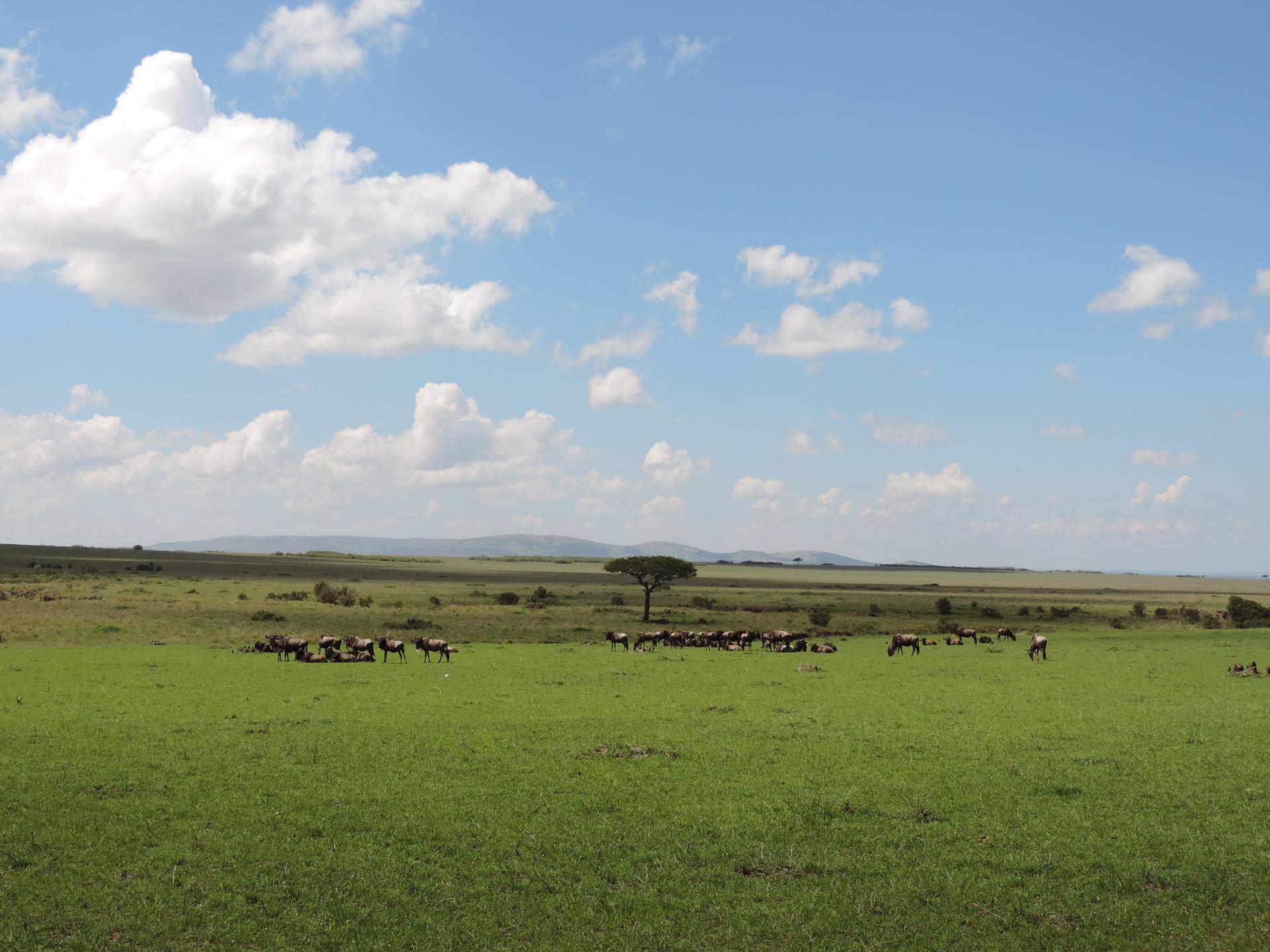 Epic Kenya Adventure Safaris, Active Adventures, YHA Kenya Travel Tours And Safaris, Wildlife Safari