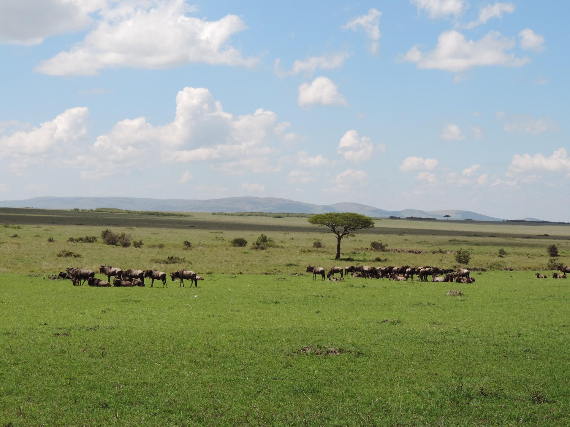 Wildebeest & Sceanic Views of Masai Mara Kenya Adventure Budget Safari