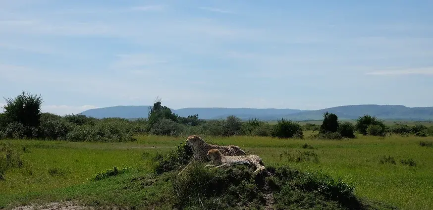  Kenya Adventure Safaris, YHA Kenya Travel, Tours, Cheetah Spotting, Masai Mara Game Reserve,Destination, All Budgets,Wildlife Safari Bookings.