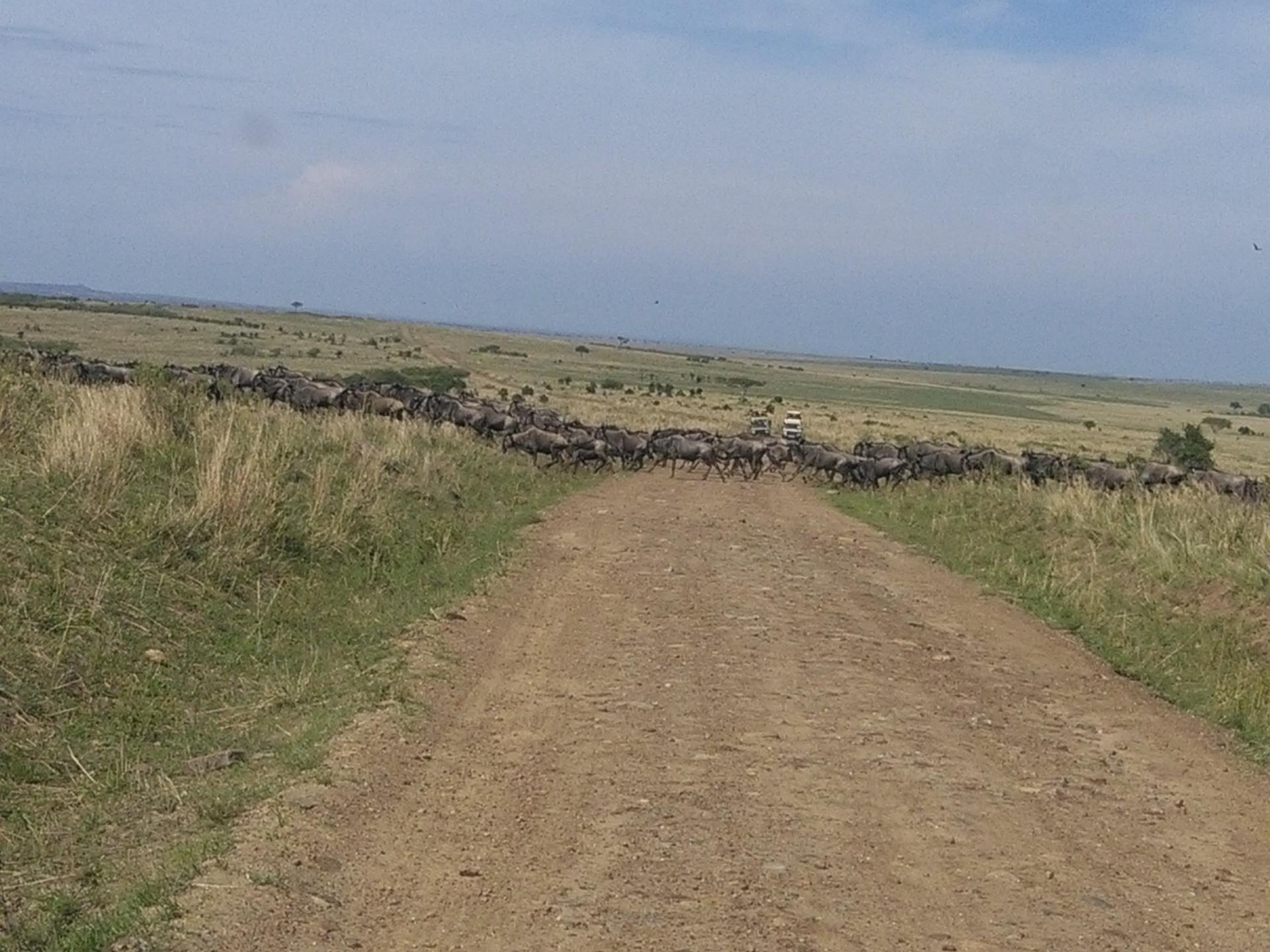 Maasai Mara Game Reserve Great Wildebeest Migration Mega Herd, Masai Mara Wildlife Photography.