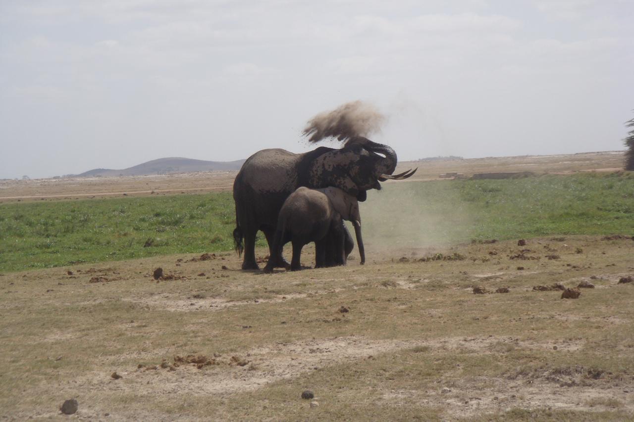Yha kenya travel magnificent amboseli national park backdrop view of mount kilimanjaro free ranging elephants 4